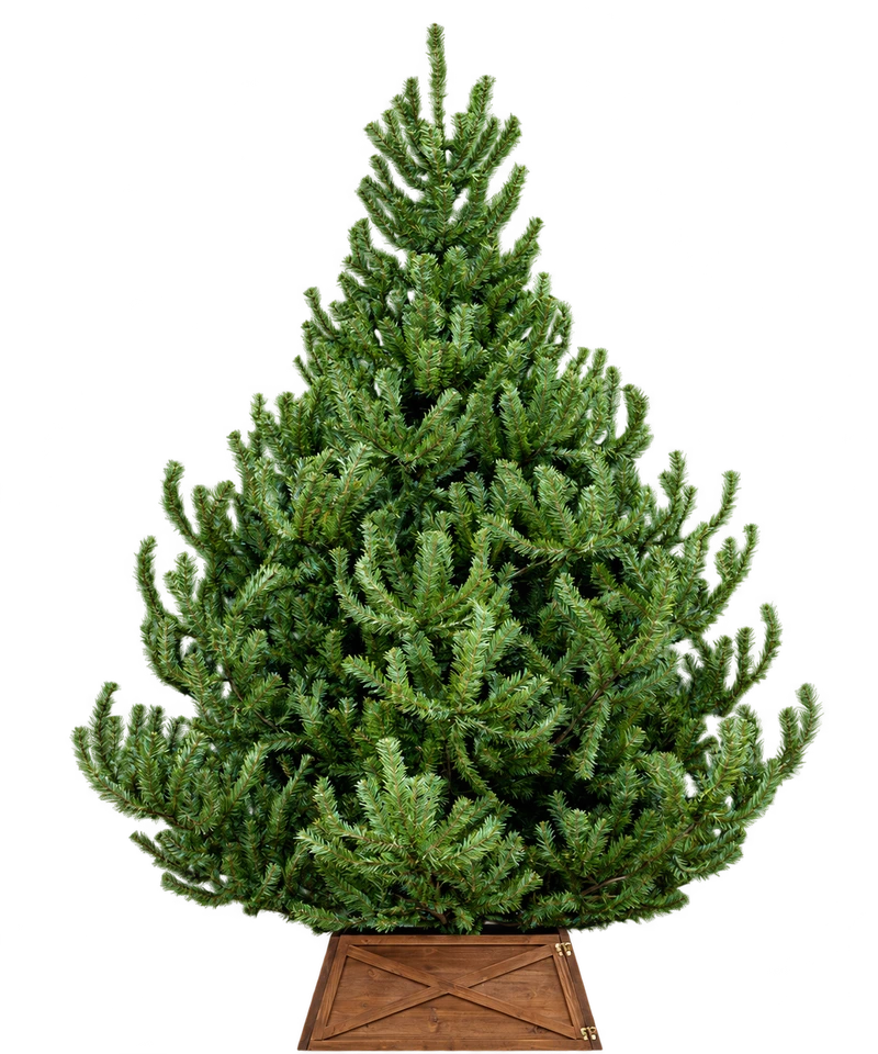 7ft Mountain Pine Tree